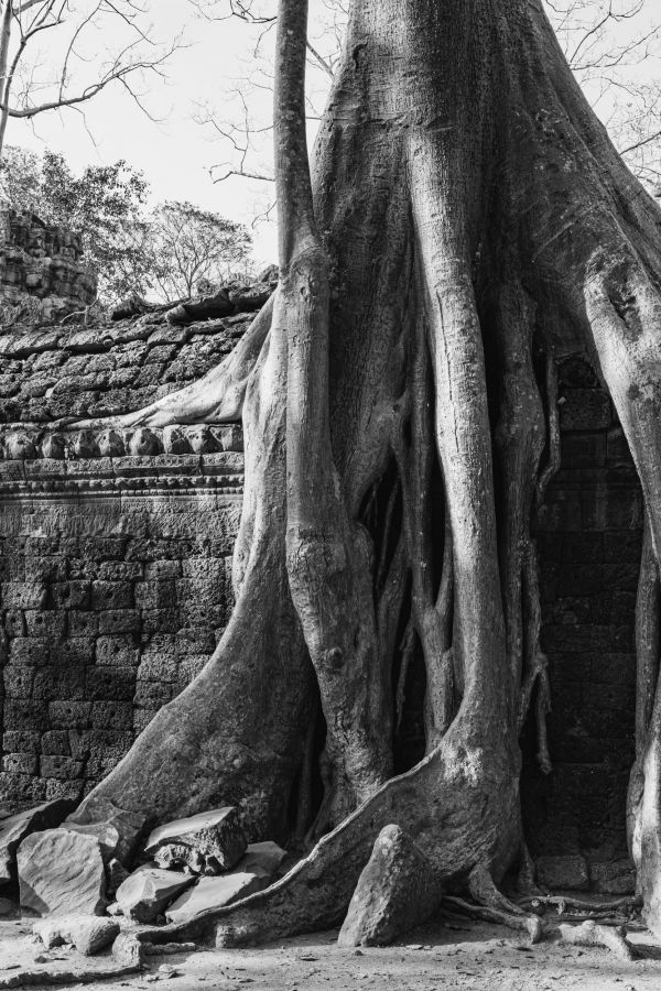 ta prohm-108.jpg